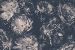 Carta da Parati Design e Stili Flora e Fauna Fiori Natura Vintage