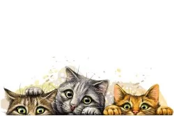Children's Wallpaper Flora and Fauna Animals Birds Animals