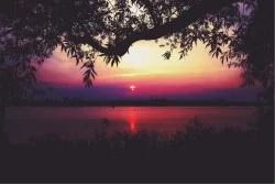 Wallpaper Landscapes and Nature Flora and Fauna Sunrise Sunset Forests and Trees Beach and Sea