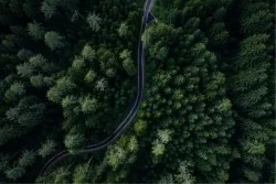 Carta da Parati Design e Stili Flora e Fauna Paesaggi e Natura Foreste e Alberi Moderna Natura