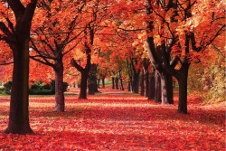 Carta da Parati Paesaggi e Natura Flora e Fauna Foglie e Fiori Foreste e Alberi