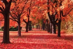 Wallpaper Landscapes and Nature Flora and Fauna Leaves and Flowers Forests and Trees