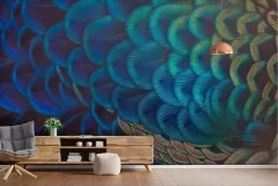 Carta da Parati natura piumaggio pavone