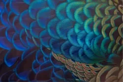 Wallpaper Design and Styles Flora and Fauna Animals Luxury Nature