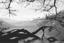 Carta da Parati Flora e Fauna Paesaggi e Natura Alberi Fiumi Cascate Laghi Montagna