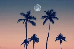 Wallpaper Flora and Fauna Landscapes and Nature Trees Sky Tropical