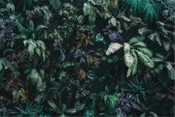 Tropical forest wallpaper leaves nature landscape