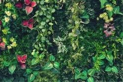 Tropical green leaves forest nature wallpaper