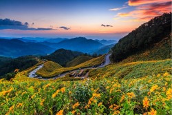 Carta da Parati Paesaggi e Natura Flora e Fauna Foglie e Fiori Prati e colline