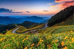 Carta da Parati Paesaggi e Natura Flora e Fauna Foglie e Fiori Prati e colline