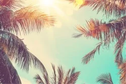 Flora and Fauna Wallpaper Landscapes and Nature Tropical Sky