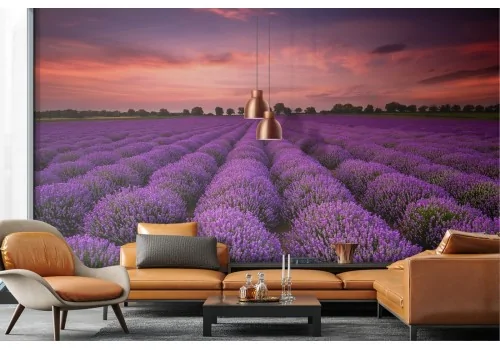 Wallpaper purple flowers meadow nature landscape 2