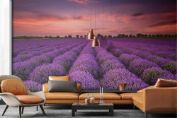 Wallpaper purple flowers meadow nature landscape