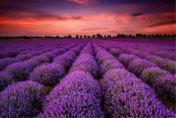 Wallpaper Flora and Fauna Landscapes and Nature Leaves and Flowers Gardens Meadows and Hills