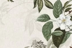 White flowers green leaves nature wallpaper