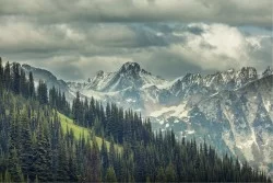 Carta da Parati Flora e Fauna Paesaggi e Natura Foreste e Alberi Montagna Neve