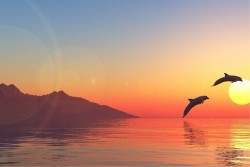 Carta da Parati Flora e Fauna Paesaggi e Natura animali Alba Tramonto Spiaggia e Mare