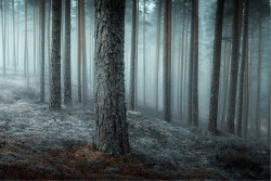 Carta da Parati Paesaggi e Natura Fantasy e Dark Foreste e Alberi