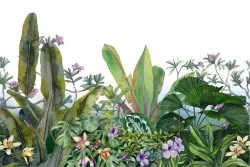 Wallpaper Flora and Fauna Landscapes and Nature Leaves and Flowers Tropical Nature