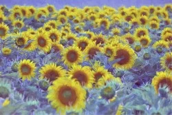 Wallpaper Design and Styles Flora and Fauna Landscapes and Nature Paintings and Watercolors Leaves and Flowers Nature Meadows an