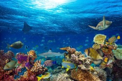 Wallpaper Flora and Fauna Animals Aquatic World