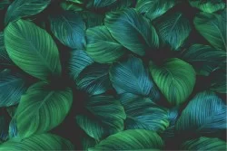 Carta da Parati Design e Stili Flora e Fauna Foglie Tropicale