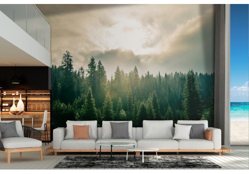 Wallpaper landscape forest in the mountain