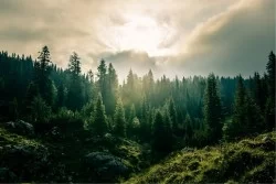 Carta da Parati Flora e Fauna Paesaggi e Natura Alberi Montagna Foreste e Alberi