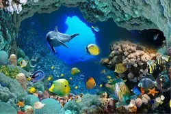 Flora and Fauna Wallpaper, Aquatic World Animals