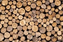 Flora and Fauna Wallpaper Surfaces and Textures Trees Wood