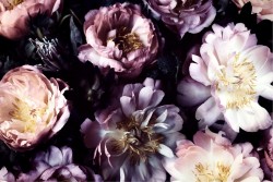 Wallpaper Design and Styles Flora and Fauna Nature Flowers