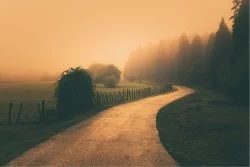Wallpaper Flora and Fauna Landscapes and Nature Forests and Trees Fantasy and Dark