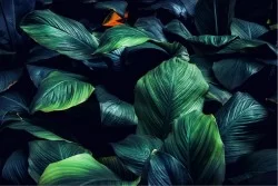 Wallpaper Design and Styles Flora and Fauna Tropical Leaves