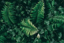 Carta da Parati Design e Stili Flora e Fauna Foglie Tropicale