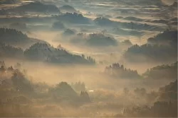 Carta da Parati Foreste e Alberi