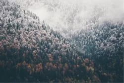 Wallpaper Landscapes and Nature Forests and Trees Mountain Snow