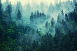 Carta da Parati Flora e Fauna Paesaggi e Natura Alberi Foreste e Alberi
