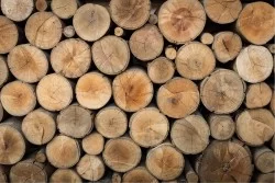 Carta da Parati Design e Stili Superfici e Texture Legno Moderna Natura