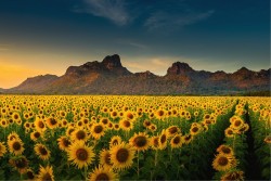 Wallpaper Flora and Fauna Landscapes and Nature Leaves and Flowers Gardens Mountain Meadows and Hills