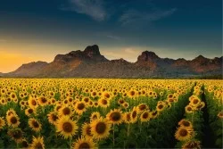 Wallpaper Flora and Fauna Landscapes and Nature Leaves and Flowers Gardens Mountain Meadows and Hills