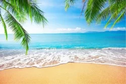 Wallpaper Flora and Fauna Landscapes and Nature Beach and Tropical Sea