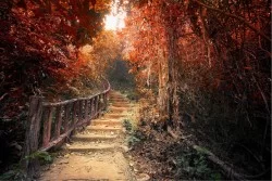 Wallpaper Flora and Fauna Landscapes and Nature Fantasy and Dark Forests and Trees Trees