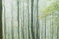 Carta da Parati Flora e Fauna Design e Stili Paesaggi e Natura Foreste e Alberi Natura