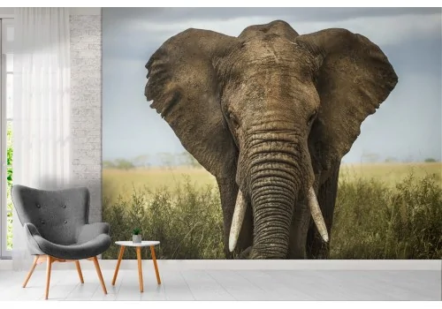 Carta da Parati elefante natura fotorealistica 2