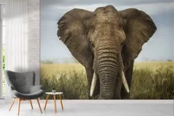 Elephant nature photorealistic wallpaper