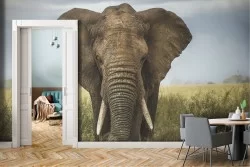 Carta da Parati animali