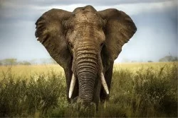Flora and Fauna Animal Wallpaper