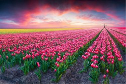 Carta da Parati Flora e Fauna Paesaggi e Natura Fiori Prati e colline