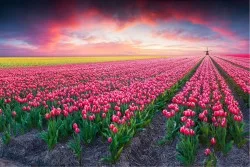 Wallpaper Flora and Fauna Landscapes and Nature Flowers Meadows and Hills