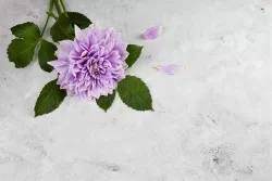 Flora and Fauna Wallpaper Surfaces and Textures Design and Styles Concrete Flowers Nature